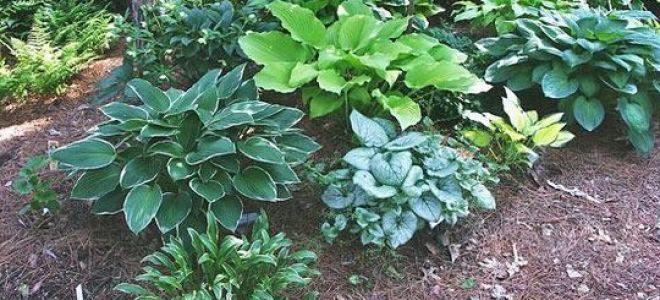 Distance from the tree to the neighbor’s fence: planting fruit trees, standards