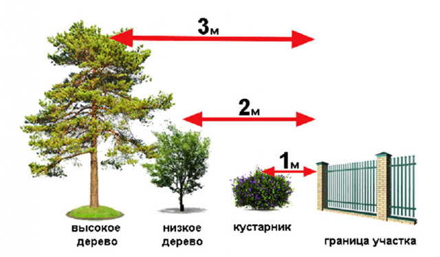 Расстояние от дерева до забора соседа: посадка плодовых деревьев, нормативы