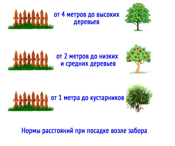 Расстояние от дерева до забора соседа: посадка плодовых деревьев, нормативы